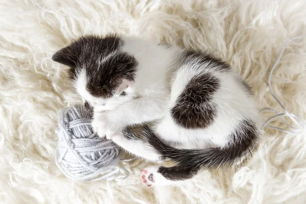Kleine kitten met hank — Stockfoto