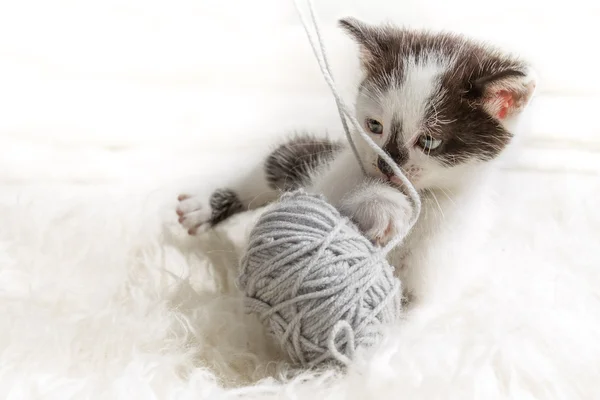 Kitten spelen met een kleine hank — Stockfoto