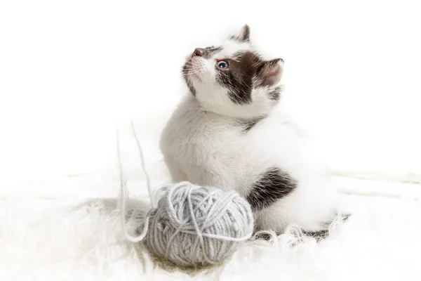 Котёнок и шарик из вешалки — стоковое фото