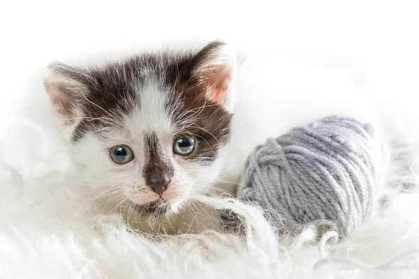 Närbild liten kattunge med hank — Stockfoto