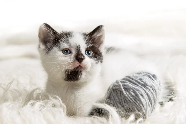 Kleines Kätzchen sitzt auf weißem Teppich — Stockfoto