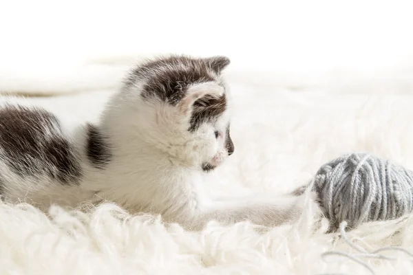 Маленький котенок охотится за Хэнком — стоковое фото