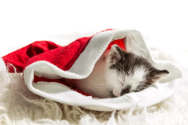 Kätzchen schläft im Weihnachtsmann-Hut — Stockfoto
