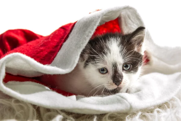 Petit chaton assis dans un chapeau du Père Noël — Photo