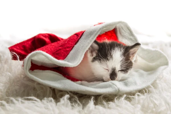 Small kitten as a gift for Christmas — Stock Photo, Image