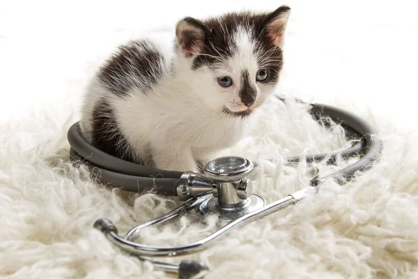Arzt für kleine Kätzchen — Stockfoto