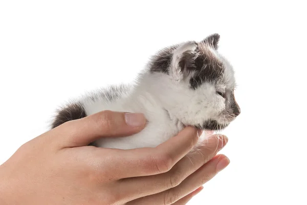 Küçük bir kedi yavrusu benimsemeye — Stok fotoğraf