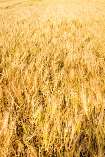 Sarı buğday alan arka plan — Stok fotoğraf