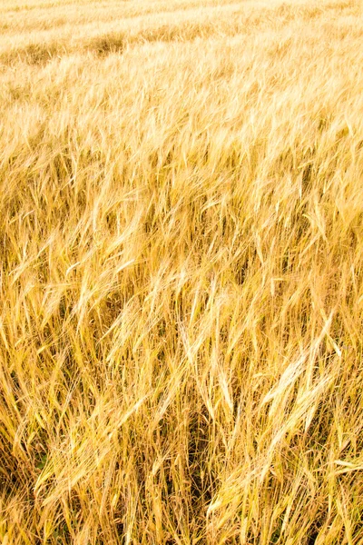 Guld fältet bakgrund — Stockfoto