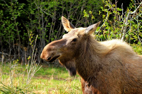 Moose zblízka — Stock fotografie