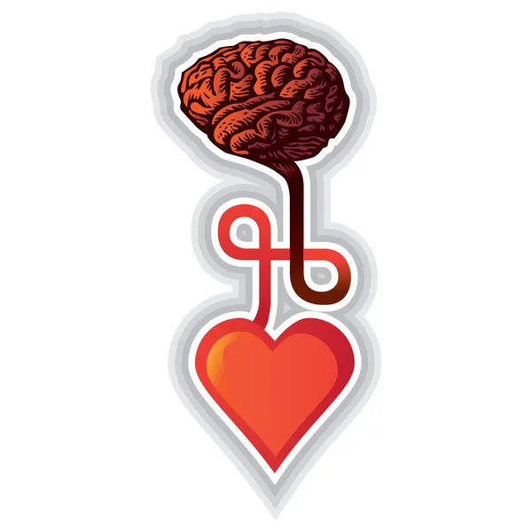 Heart and brain — Stock Vector