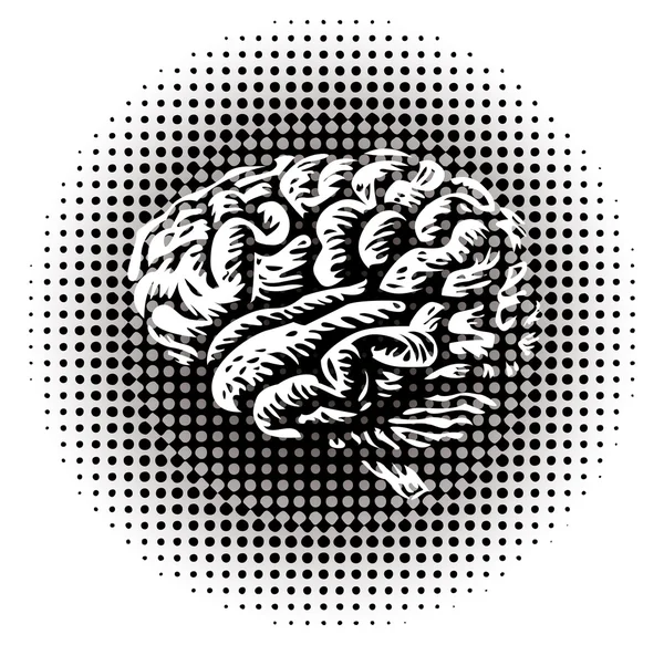Gehele menselijke hersenen — Stockfoto