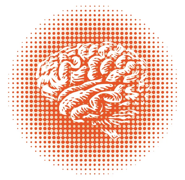 Cały ludzki mózg — Zdjęcie stockowe