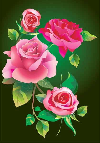 Flores de rosas —  Fotos de Stock