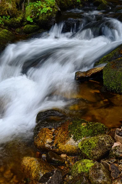 stock image Forest stream