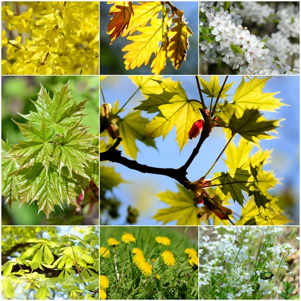 Varie foglie di primavera e fiori - raccolta 8 immagini — Foto Stock