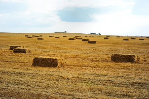 Rectangular haystacks on a field — Stock Photo, Image