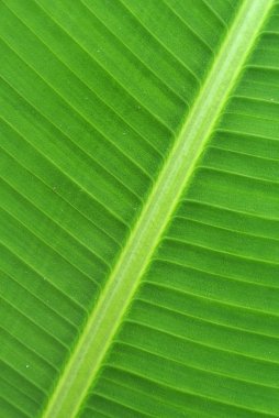 Green fresh banana leaf texture. clipart