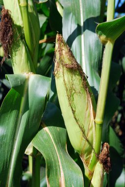 Corn on the stalk in the field clipart