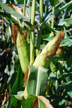 Corn on the stalk in the field clipart