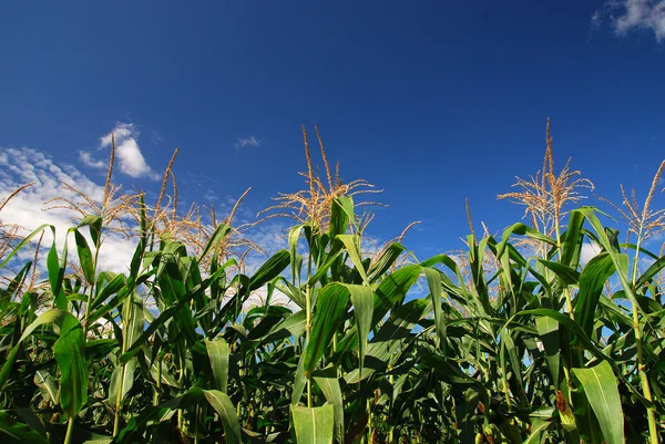 Corn field rice background cloudy cloud blue sky landscape — Stock Photo, Image