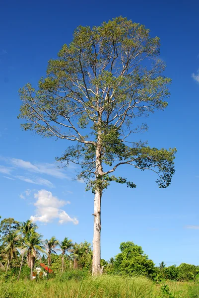Καλοκαιρινό τοπίο, με συννεφιασμένο ουρανό δέντρο — Φωτογραφία Αρχείου