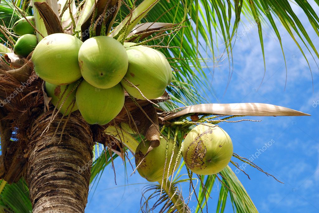 Coconut Tree Stock Photo Image By C Kritiya 10863312