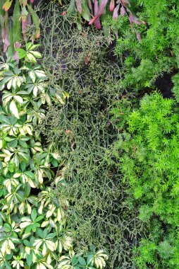 Yeşil Yapraklar duvar arkaplanı