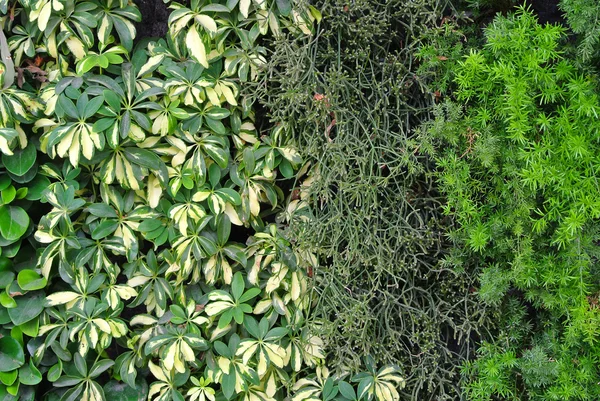 Groene bladeren muur achtergrond — Stockfoto