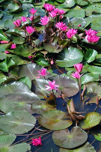 Fiori di loto rosa o fiori di ninfee nello stagno — Foto Stock