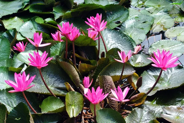 stock image Pink lotus blossoms or water lily flowers in pond