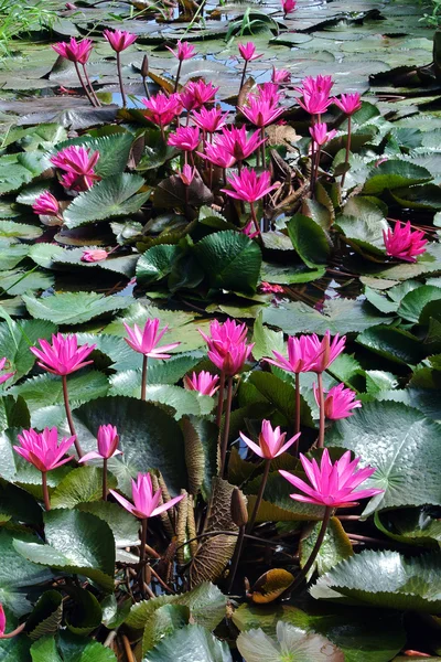 Цветы розового лотоса или цветы лилии в пруду — стоковое фото