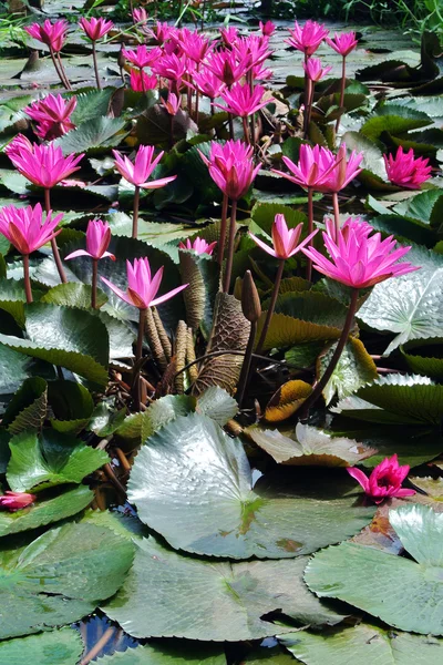 Pink lotus blossoms or water lily flowers in pond — Stock Photo, Image