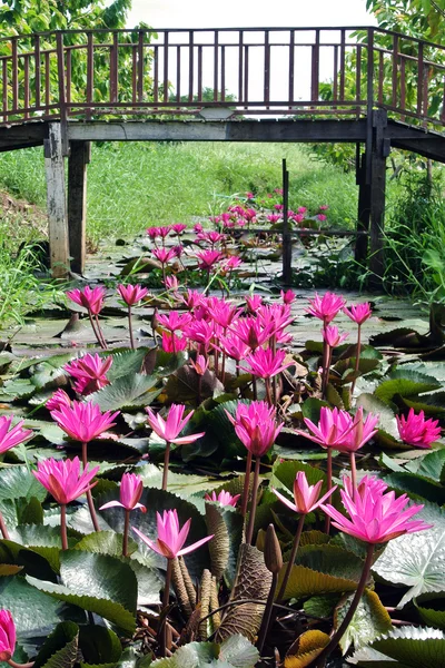 Pembe lotus çiçeği veya havuz nilüfer çiçeği. — Stok fotoğraf
