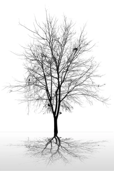 Grenar av döda trädet isolerad på vit bakgrund — Stockfoto