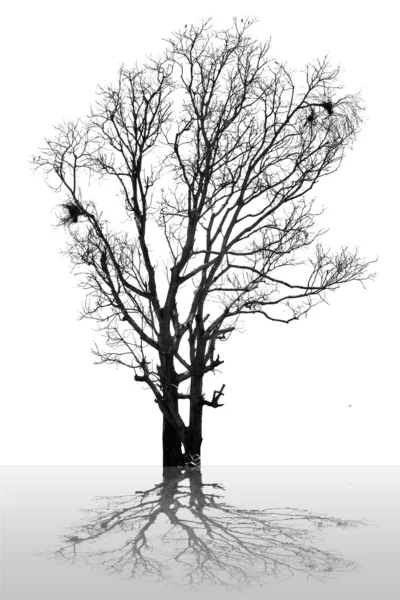 Větve uschlého stromu izolovaných na bílém pozadí — Stock fotografie