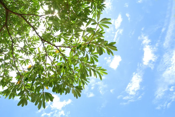 Φρέσκα φύλλα ενάντια στον ουρανό — Φωτογραφία Αρχείου