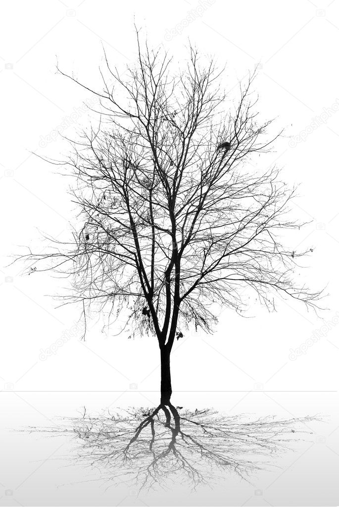 Branches of dead tree isolated on white background