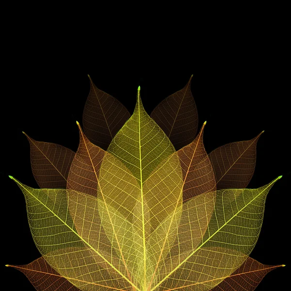 スケルトンの葉の抽象的な背景 — ストック写真