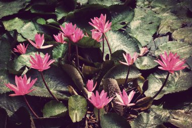 pembe lotus çiçeği veya havuz nilüfer çiçeği.
