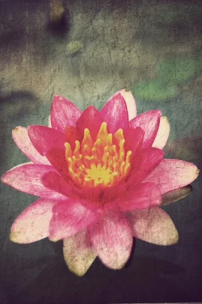 粉红色莲花盛开或池塘中的水中百合鲜花 — 图库照片