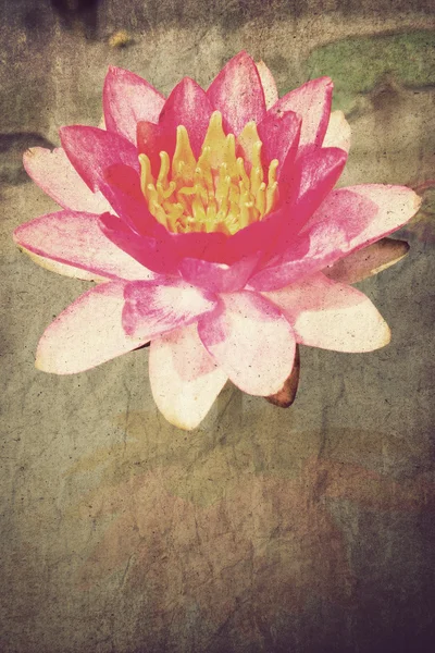 粉红色莲花盛开或池塘中的水中百合鲜花 — 图库照片