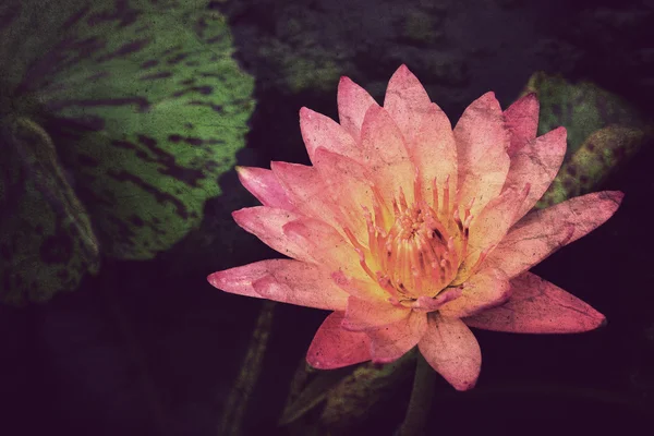 Pink lotus blossoms or water lily flowers in pond — Stock Photo, Image
