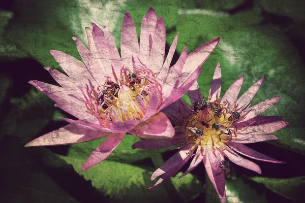 Рожевий лотос цвіте або квіти водяної лілії в ставку — стокове фото