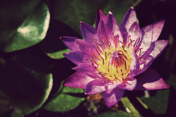 Rosafarbene Lotusblüten oder Seerosenblüten im Teich — Stockfoto