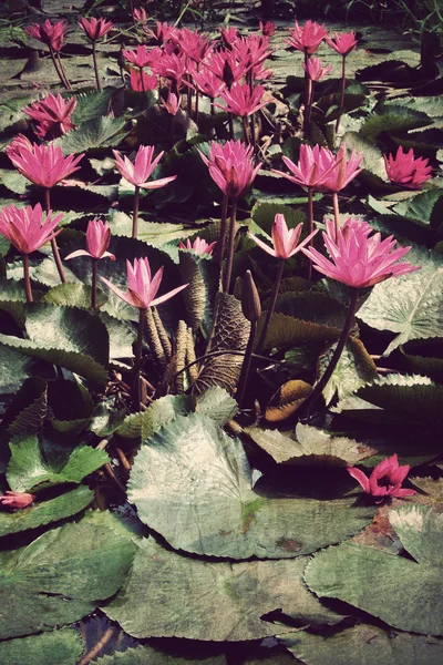 Rosa Lotusblüten oder Seerosenblüten im Teich, Vintage-Stil — Stockfoto