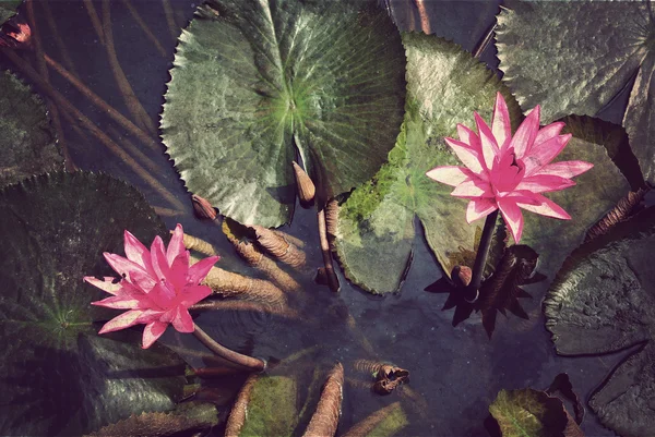 Rosafarbene Lotusblüten oder Seerosenblüten im Teich — Stockfoto
