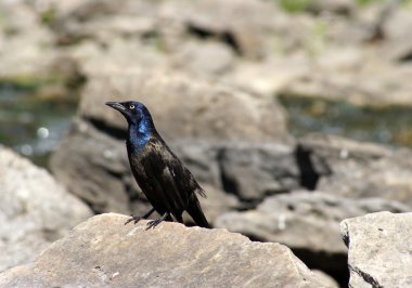 ortak grackle