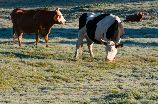 Cows on a Field — Stock Photo, Image