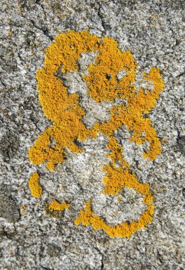 Yellow moss formation clipart